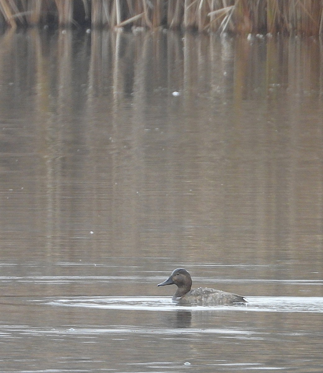 ホシハジロ - ML645329874