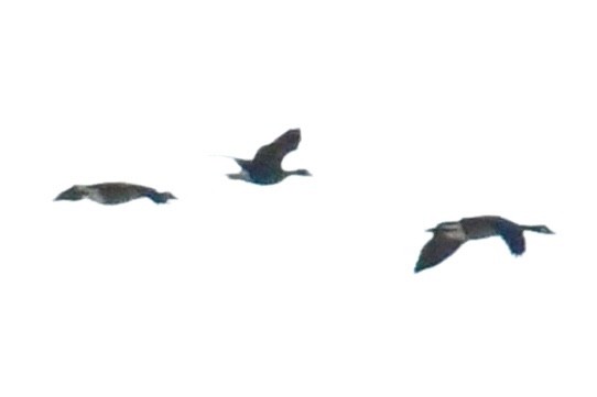 Greater White-fronted Goose - ML645329880