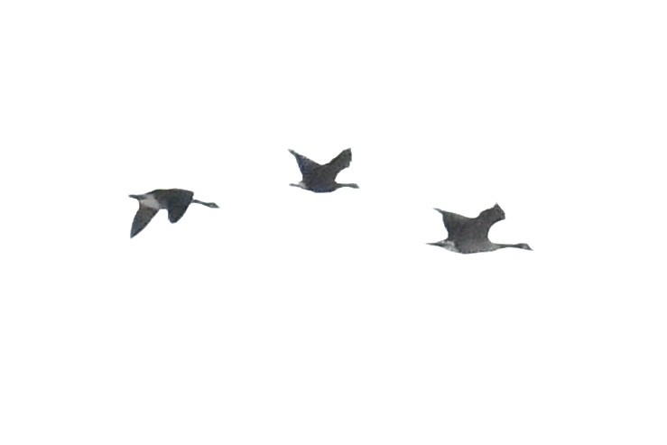 Greater White-fronted Goose - ML645329888