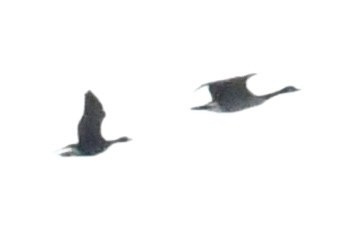 Greater White-fronted Goose - ML645329889