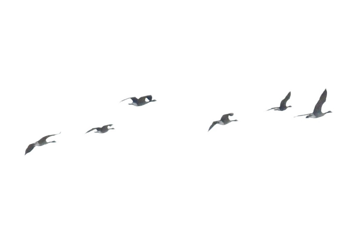 Greater White-fronted Goose - ML645329891