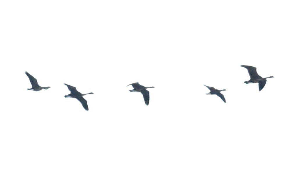 Greater White-fronted Goose - ML645329895