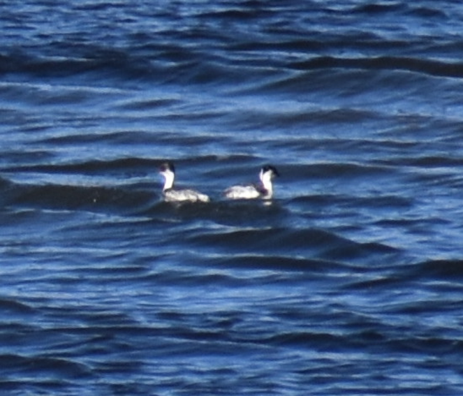 potápka stříbřitá - ML645329897