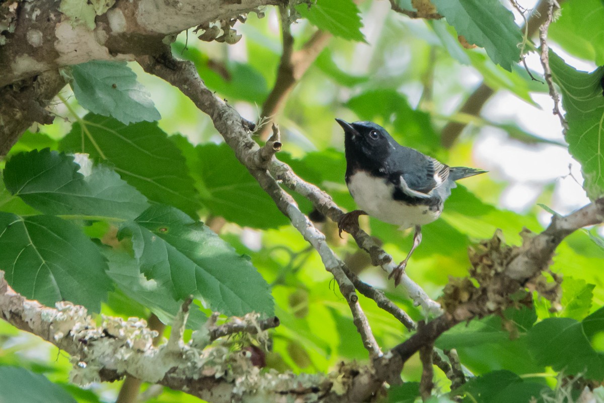 סבכון שחור-גרון - ML645329903