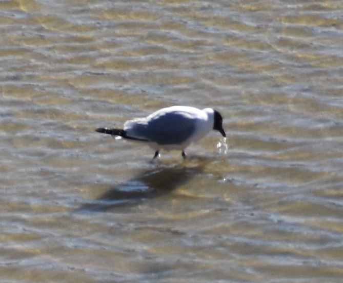 Andean Gull - ML645329911