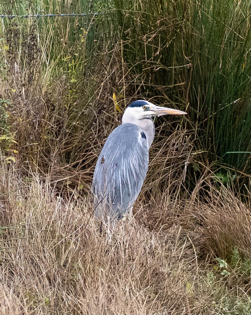Gray Heron - ML645329916