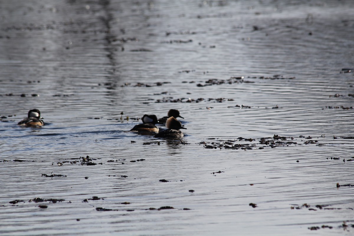 Hooded Merganser - ML645329953