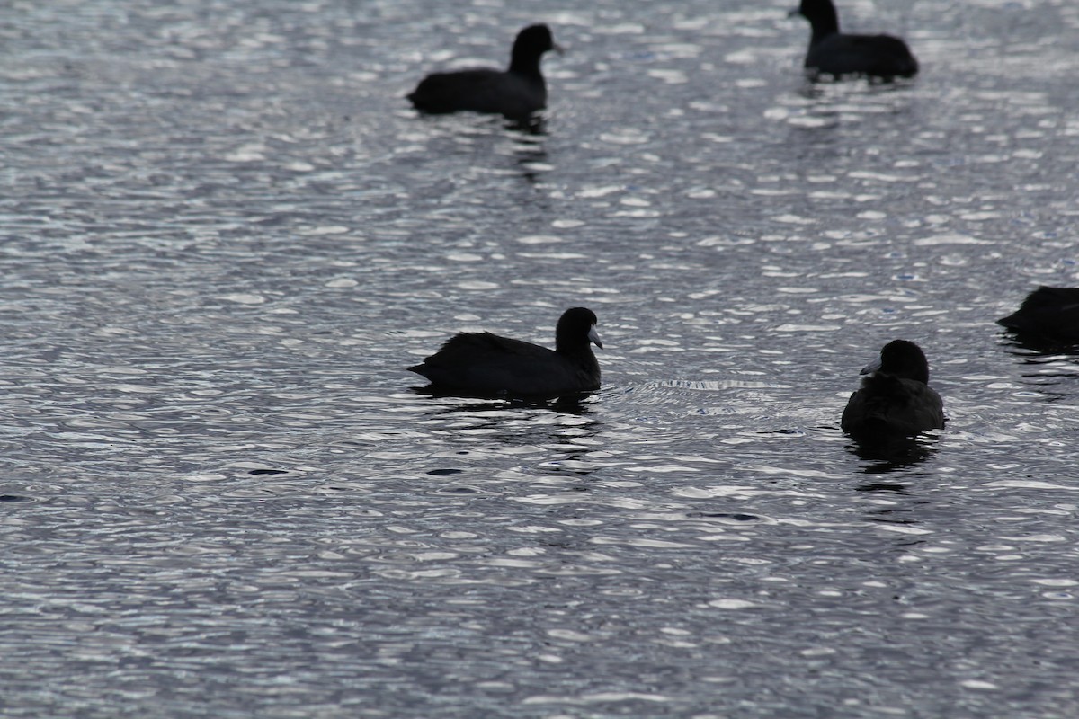 American Coot - ML645329959