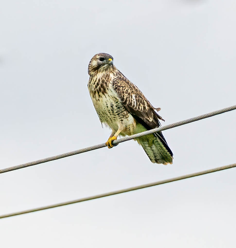 Common Buzzard - ML645329960