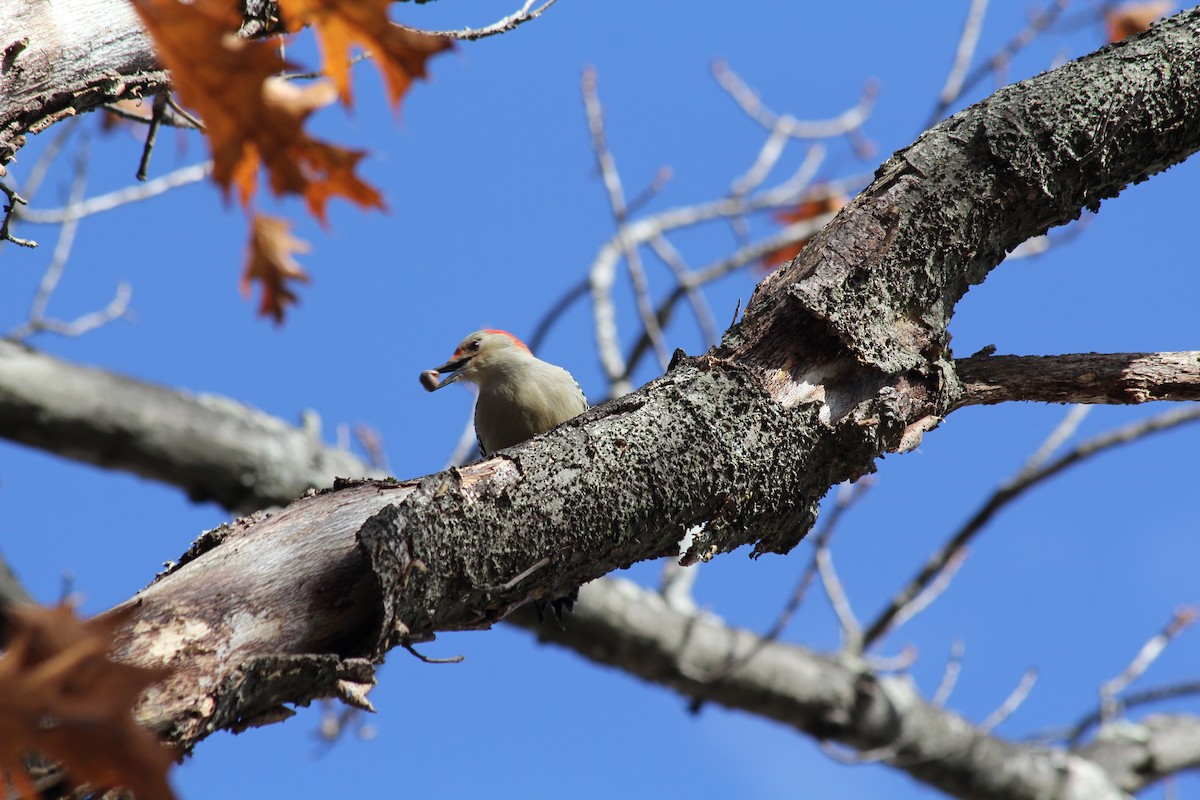 Red-bellied Woodpecker - ML645329966