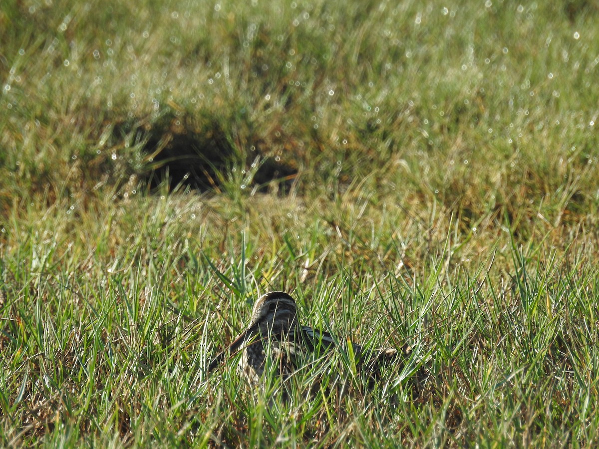 Wilson's Snipe - ML645329968