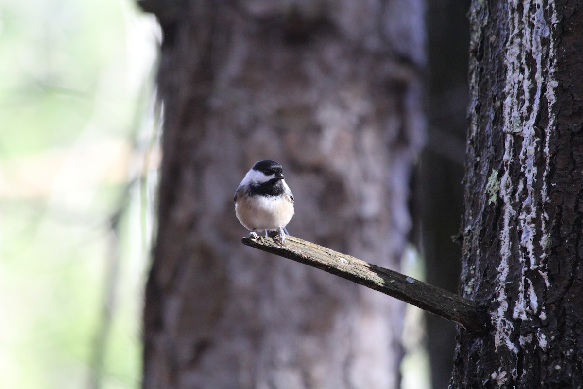 Black-capped Chickadee - ML645329976