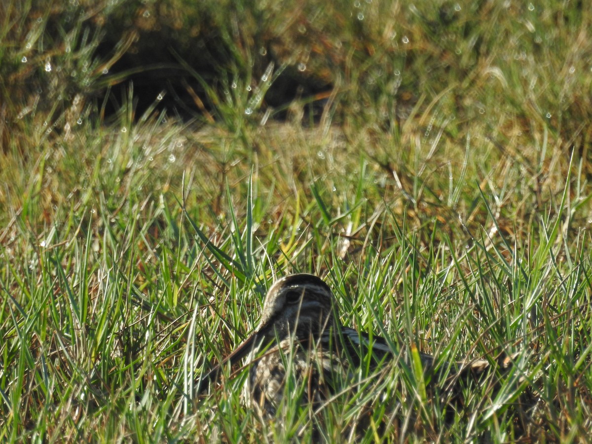 Wilson's Snipe - ML645329977
