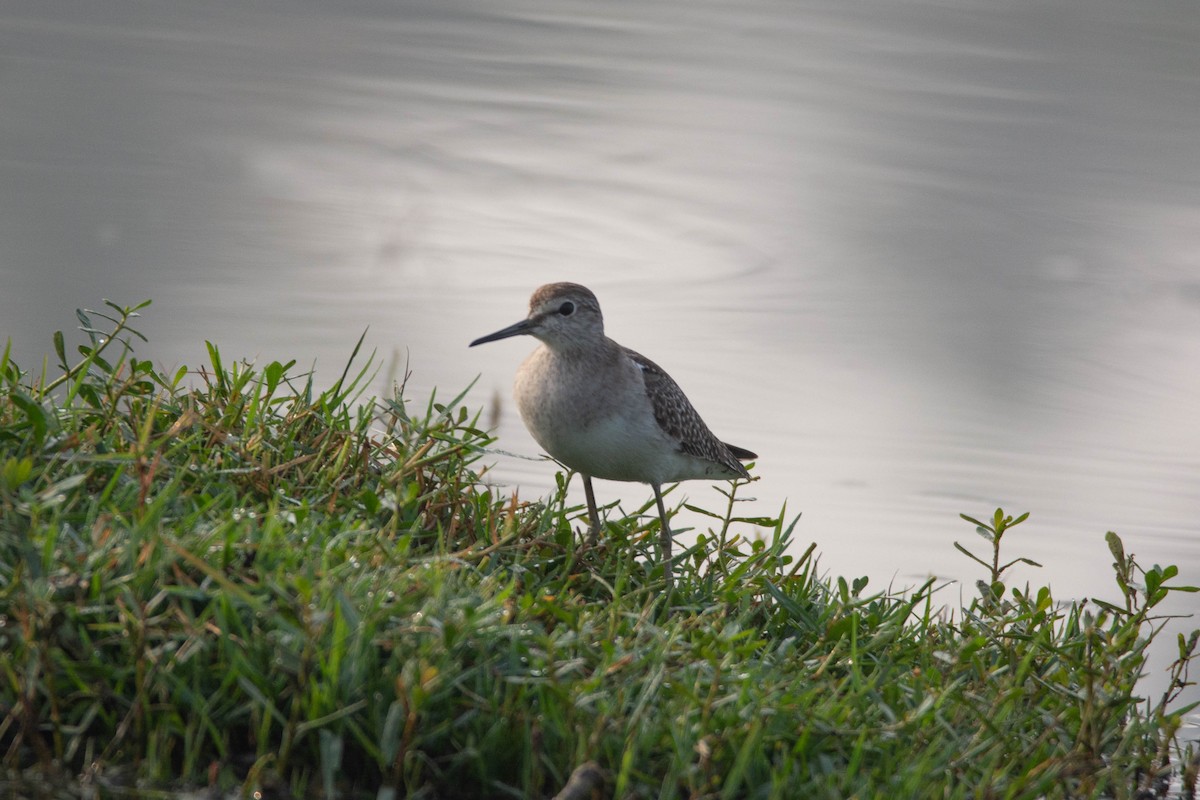 Wood Sandpiper - ML645329978