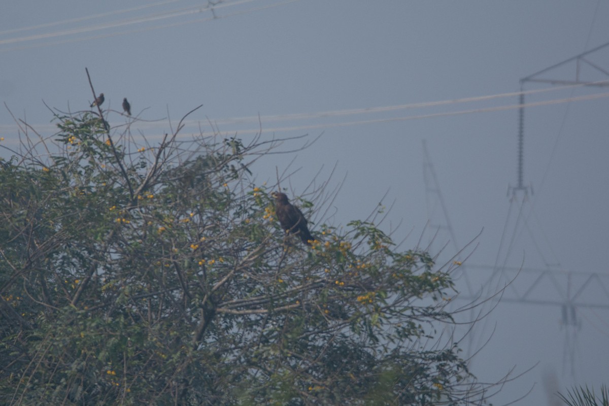 Greater Spotted Eagle - ML645329985