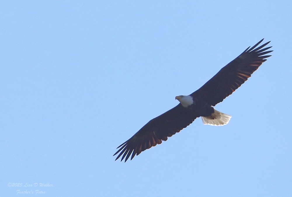 Bald Eagle - ML645329987