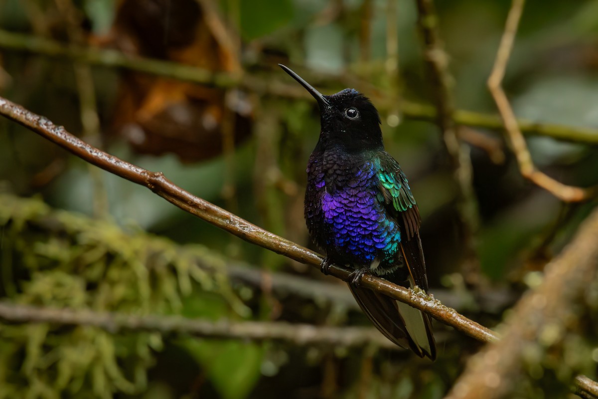 Velvet-purple Coronet - ML645330007