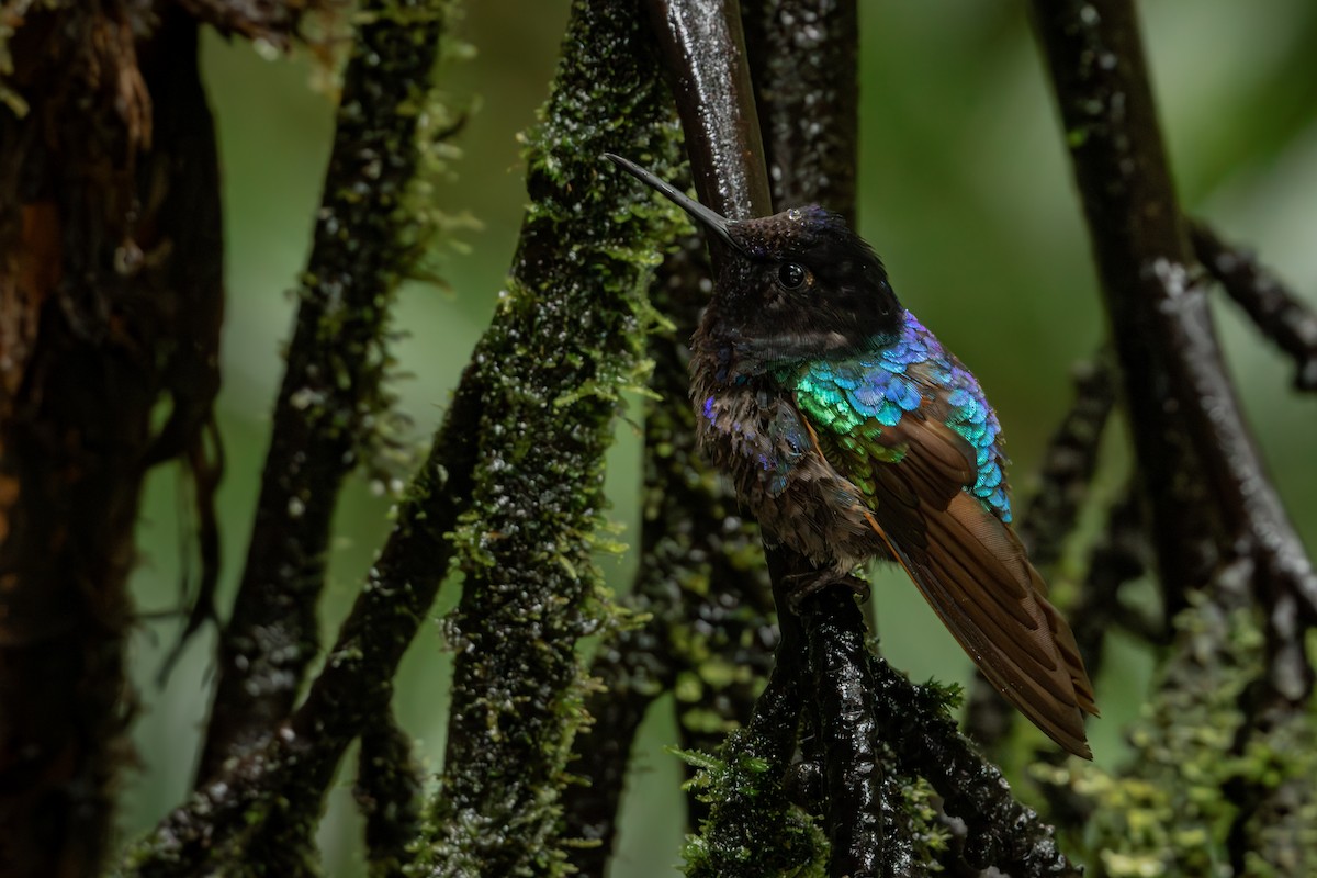 Velvet-purple Coronet - ML645330009