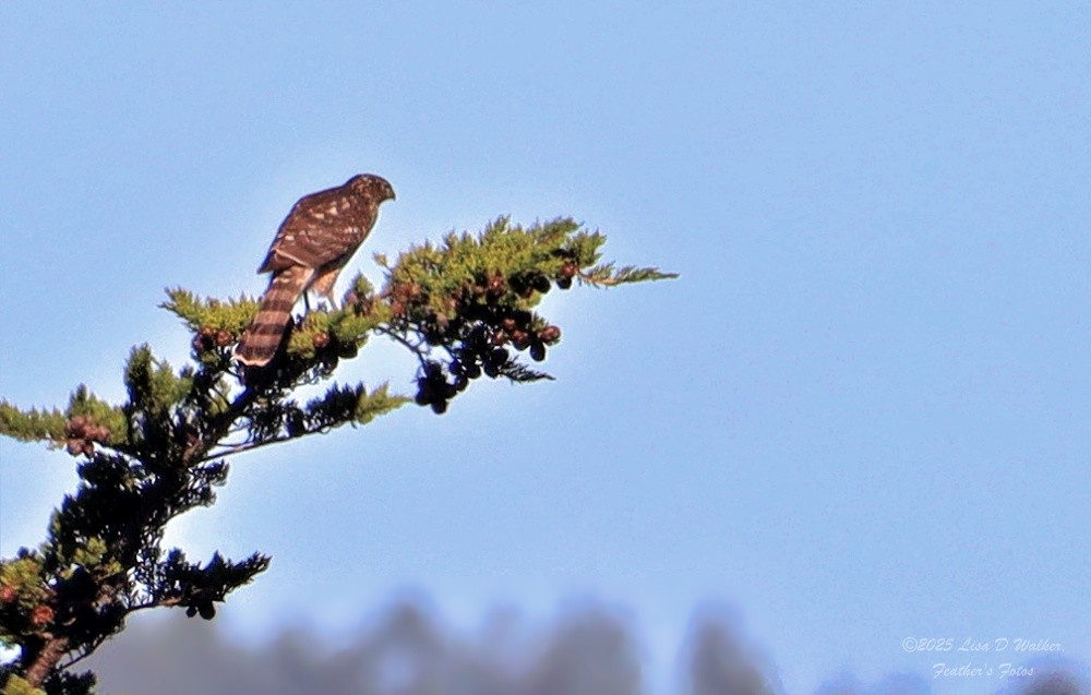 Cooper's Hawk - ML645330015
