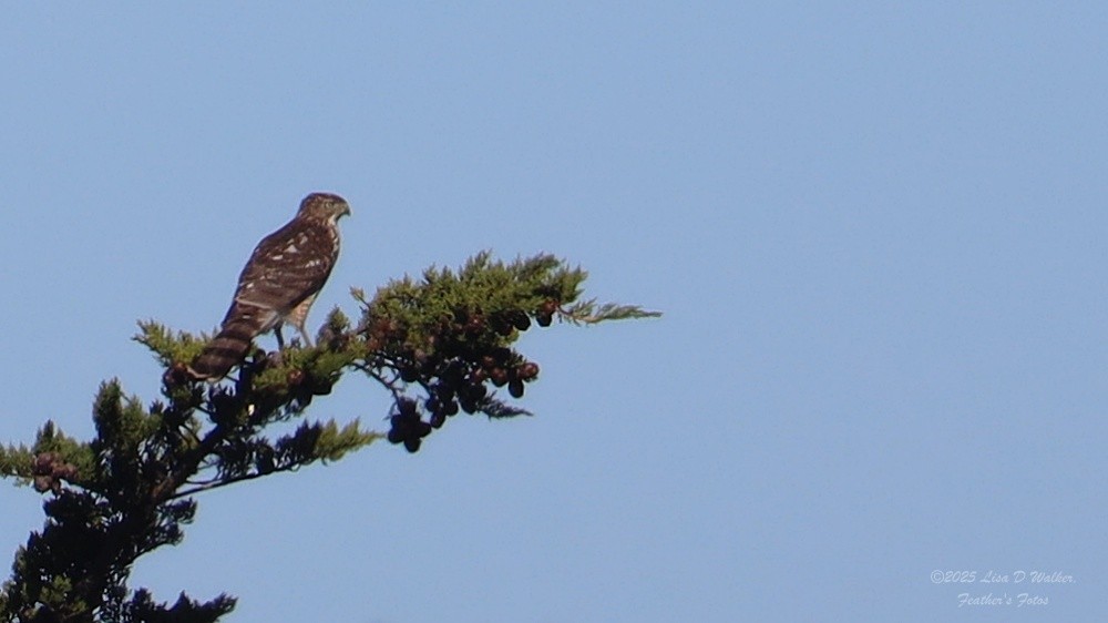 Cooper's Hawk - ML645330016