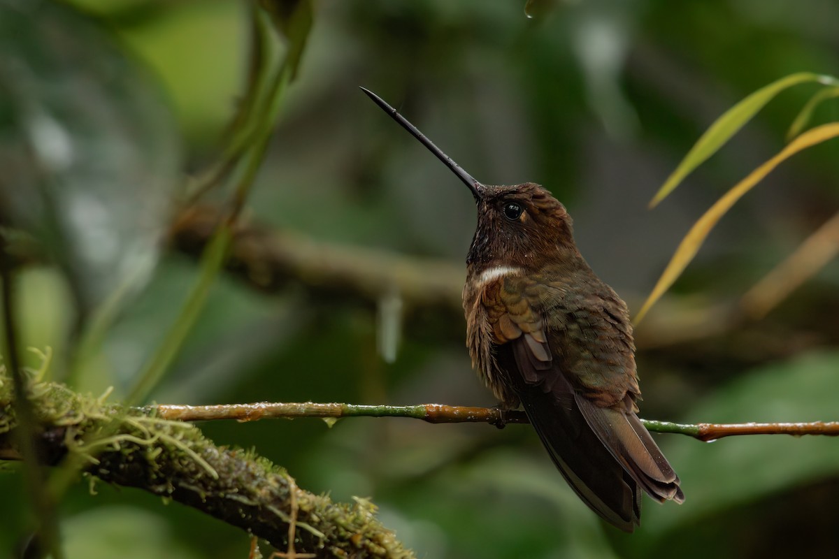 Brown Inca - ML645330019