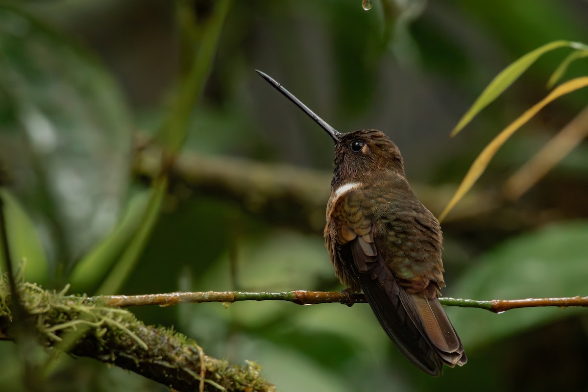 Brown Inca - ML645330022