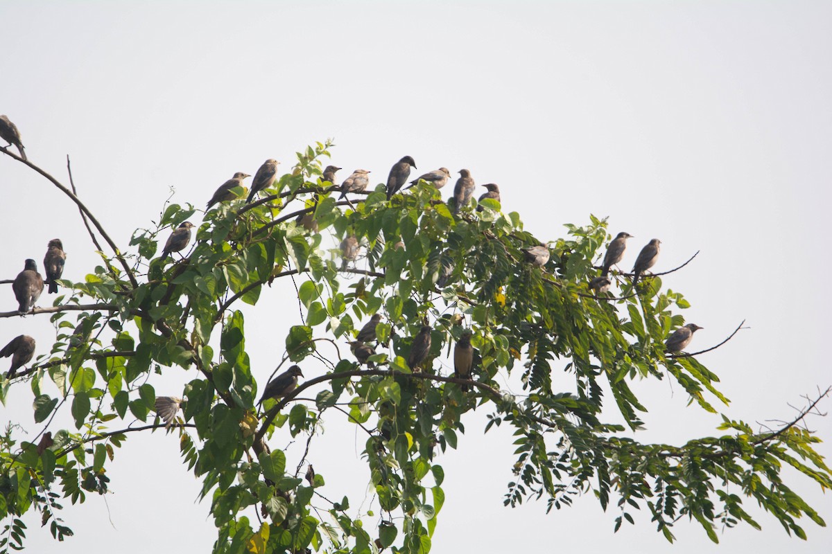 Rosy Starling - ML645330024