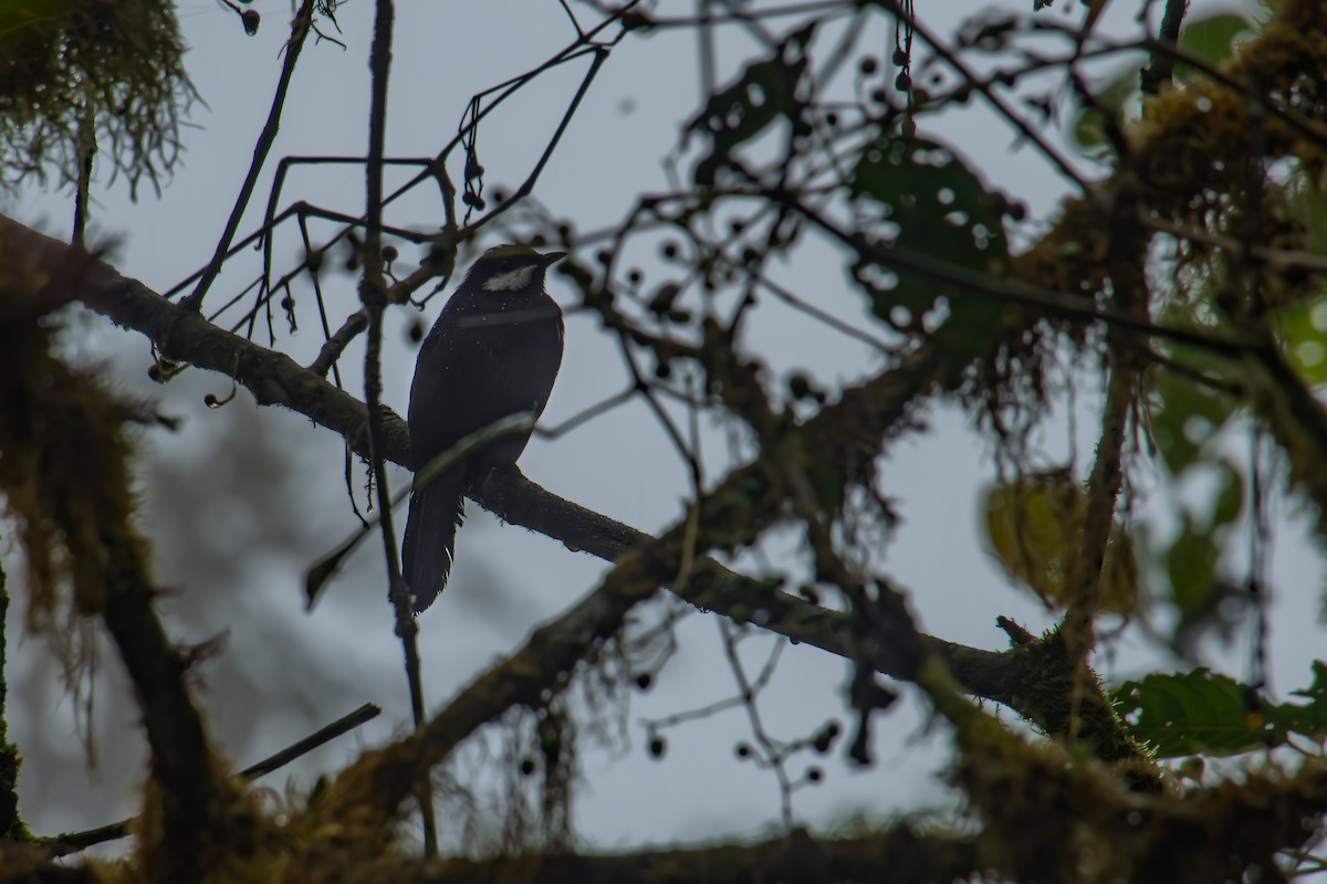 Black Solitaire - ML645330039