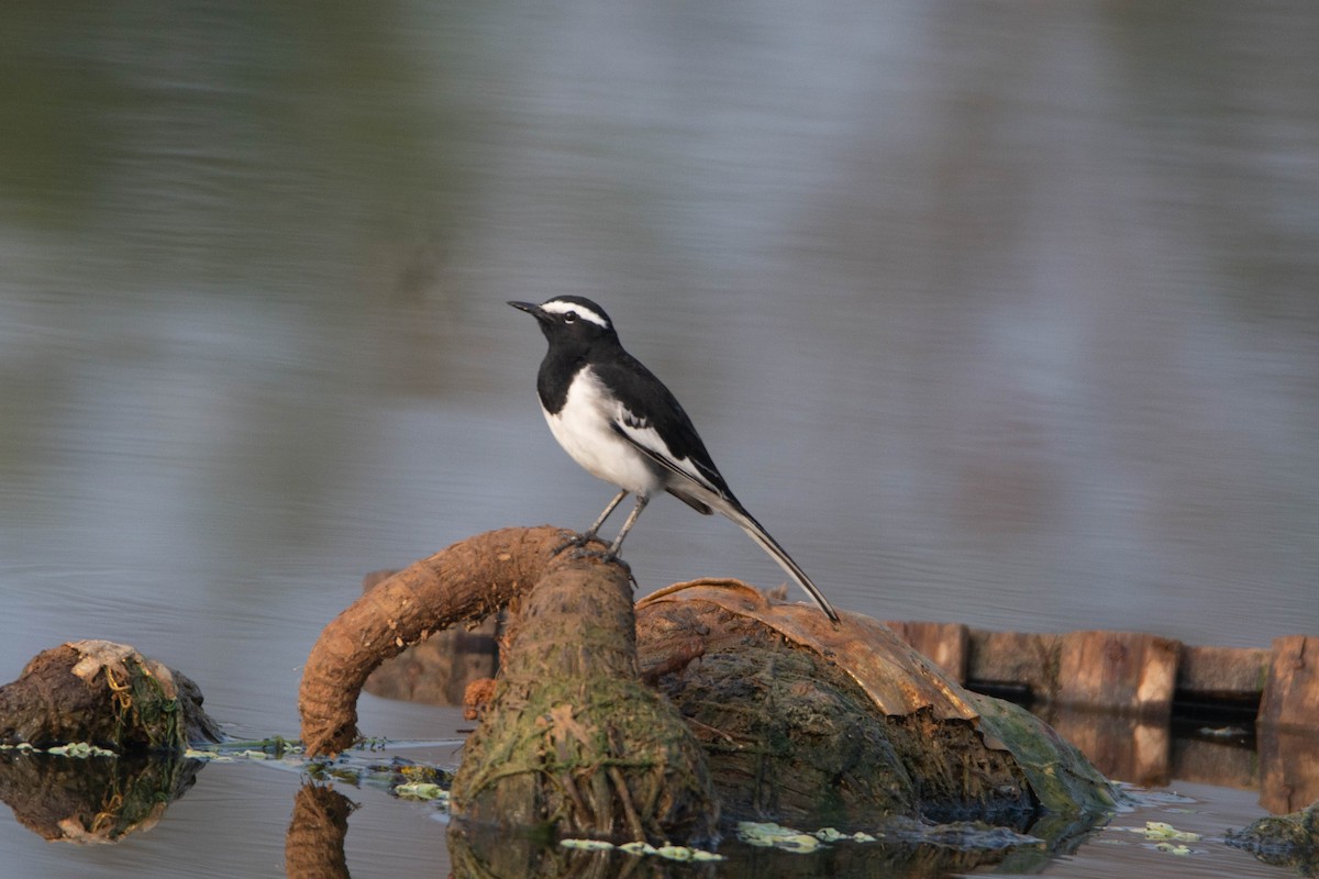 Bergeronnette indienne - ML645330043