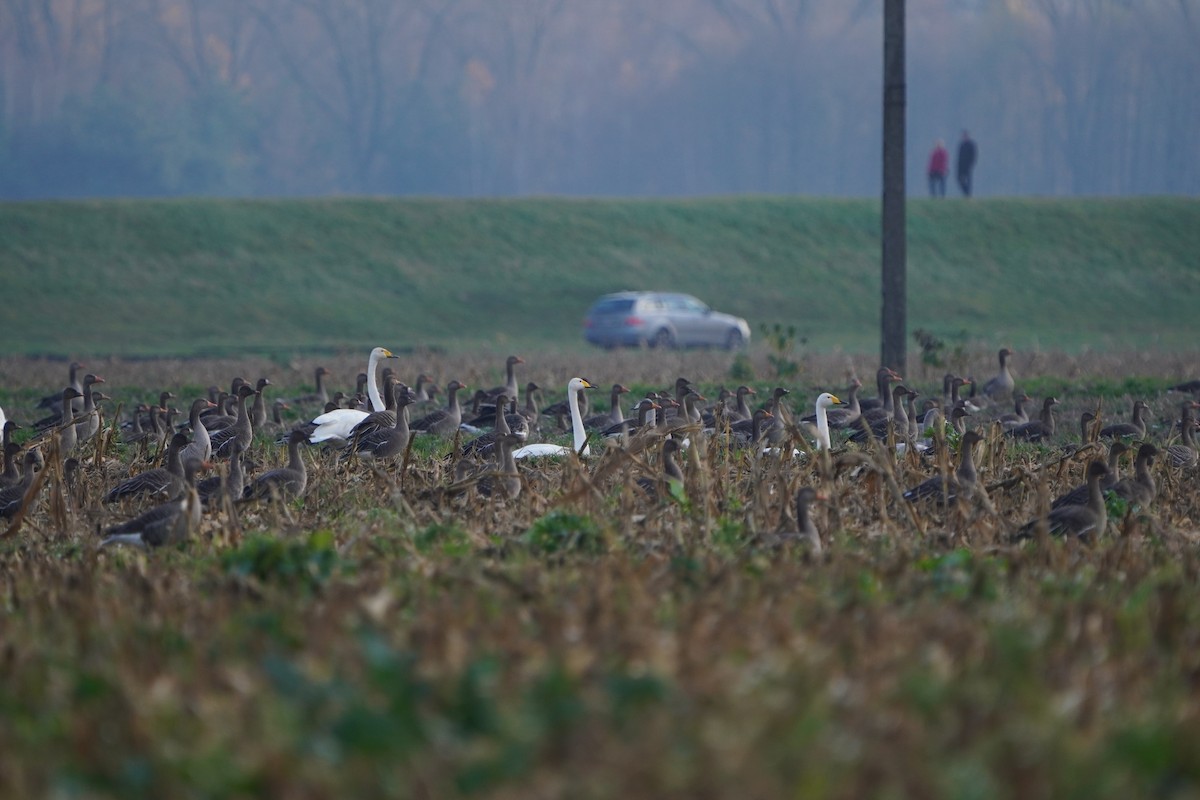 オオハクチョウ - ML645330045