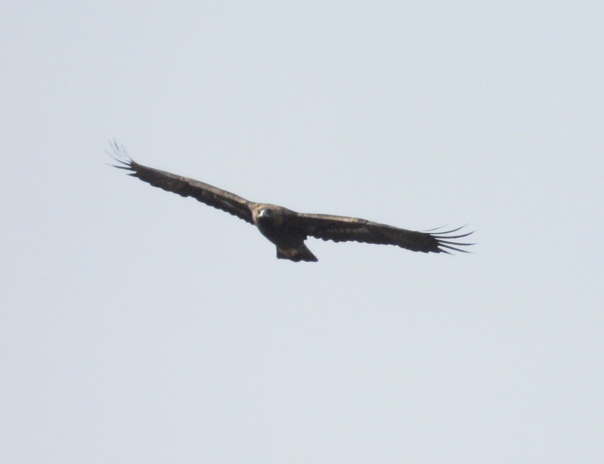 イヌワシ - ML645330046