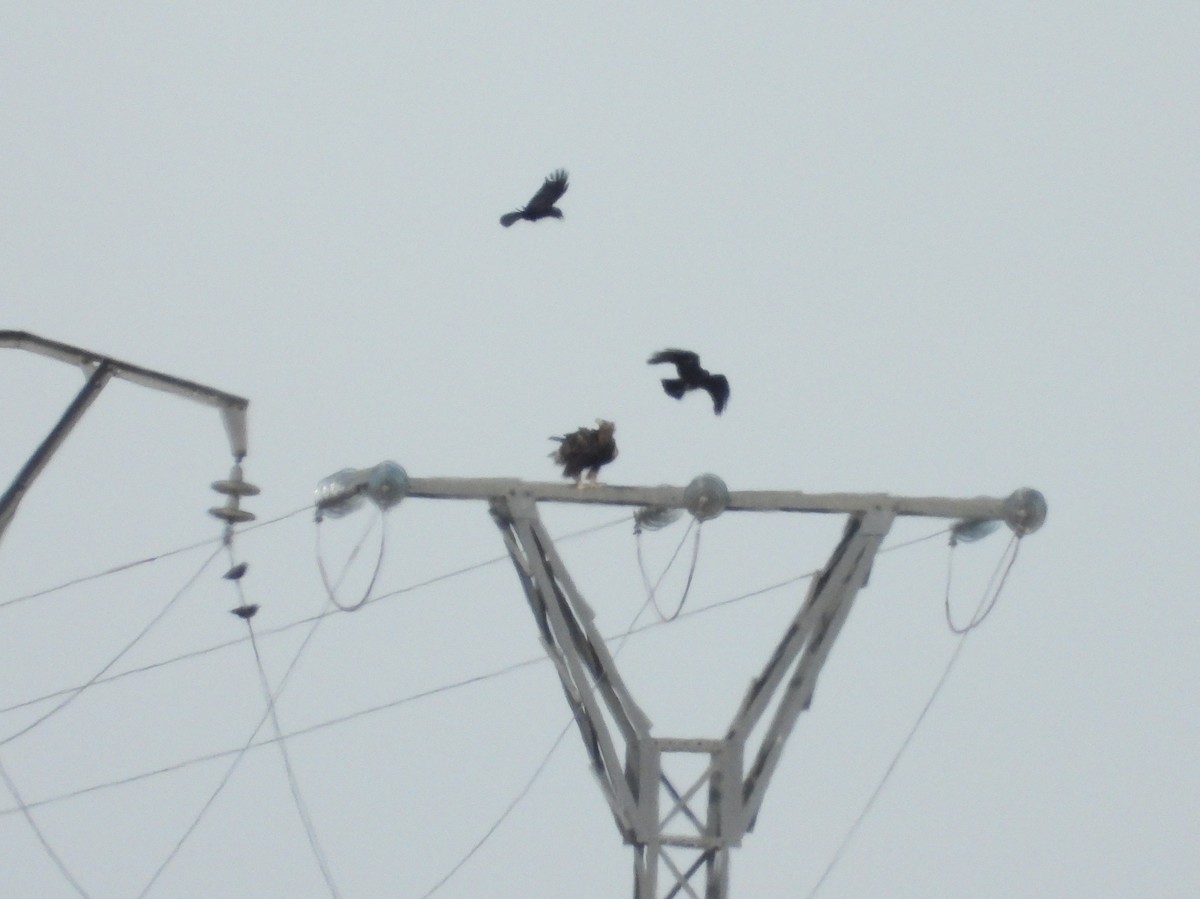 イヌワシ - ML645330048