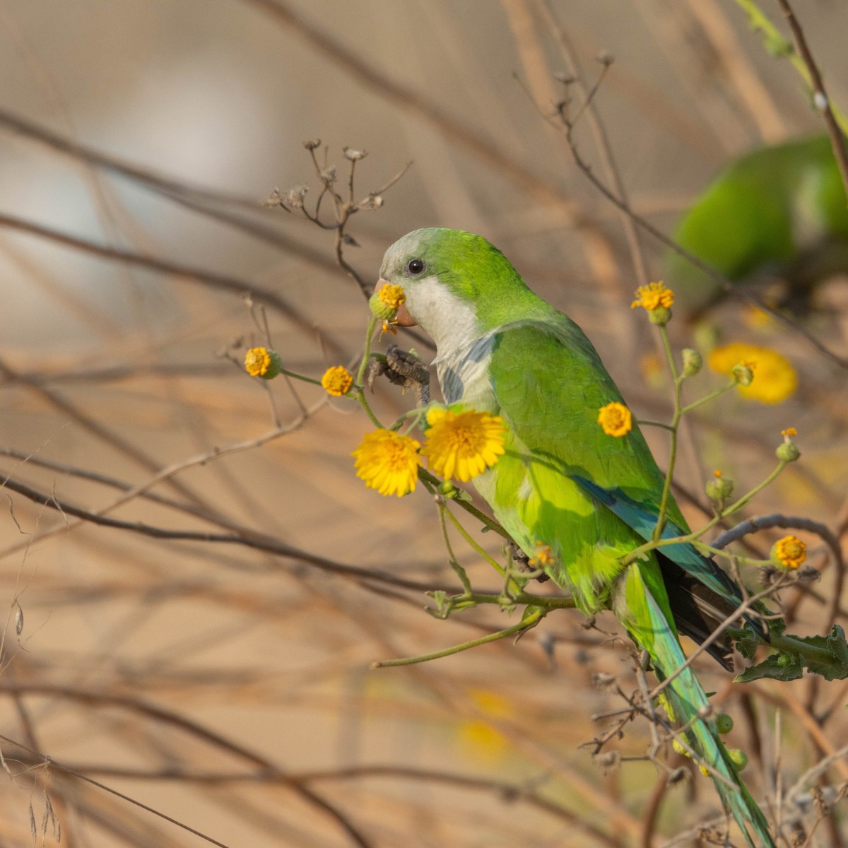 オキナインコ - ML645330052
