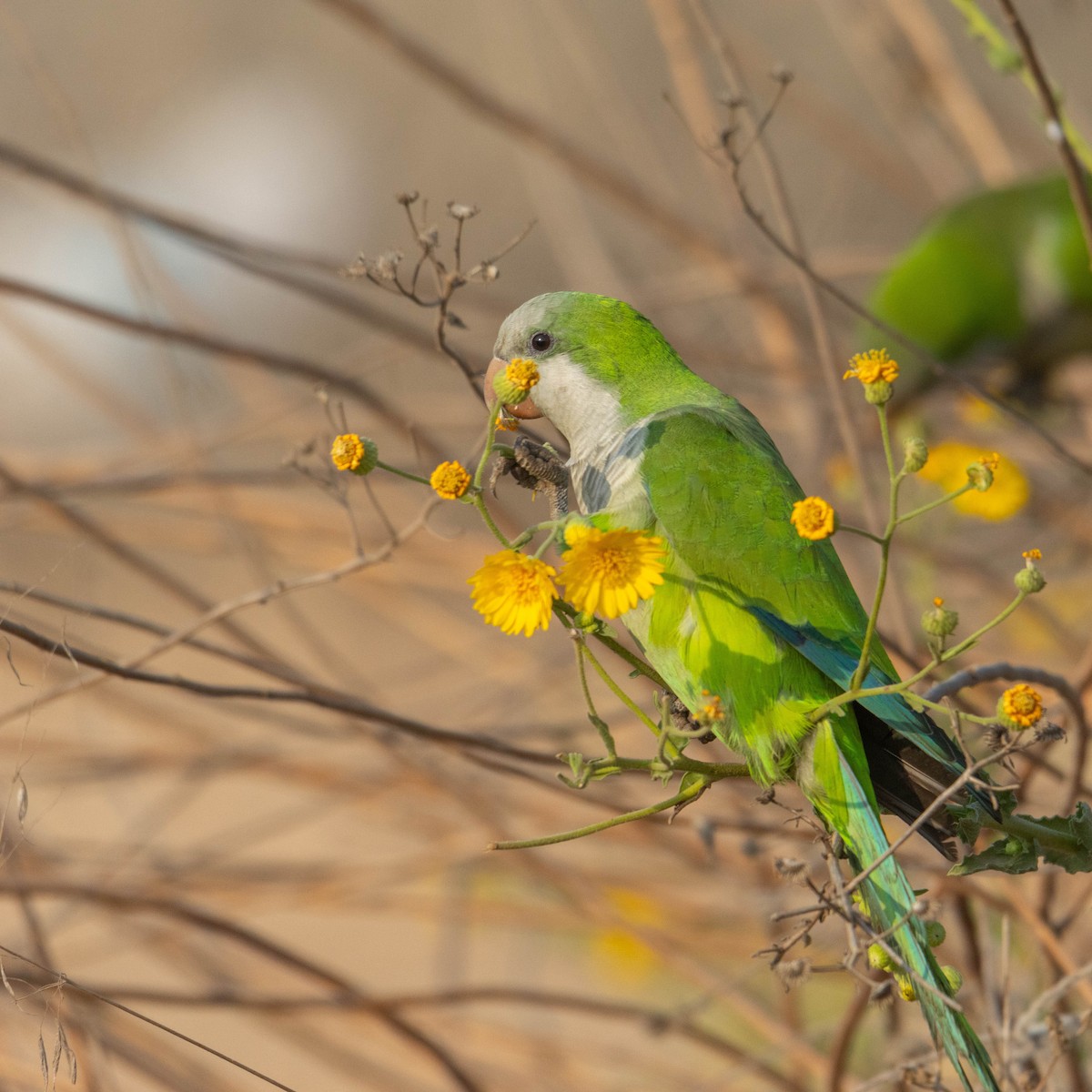 オキナインコ - ML645330053