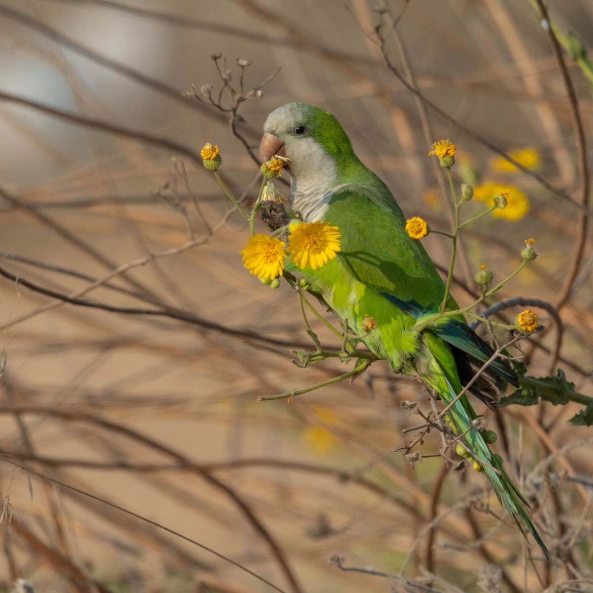 オキナインコ - ML645330054