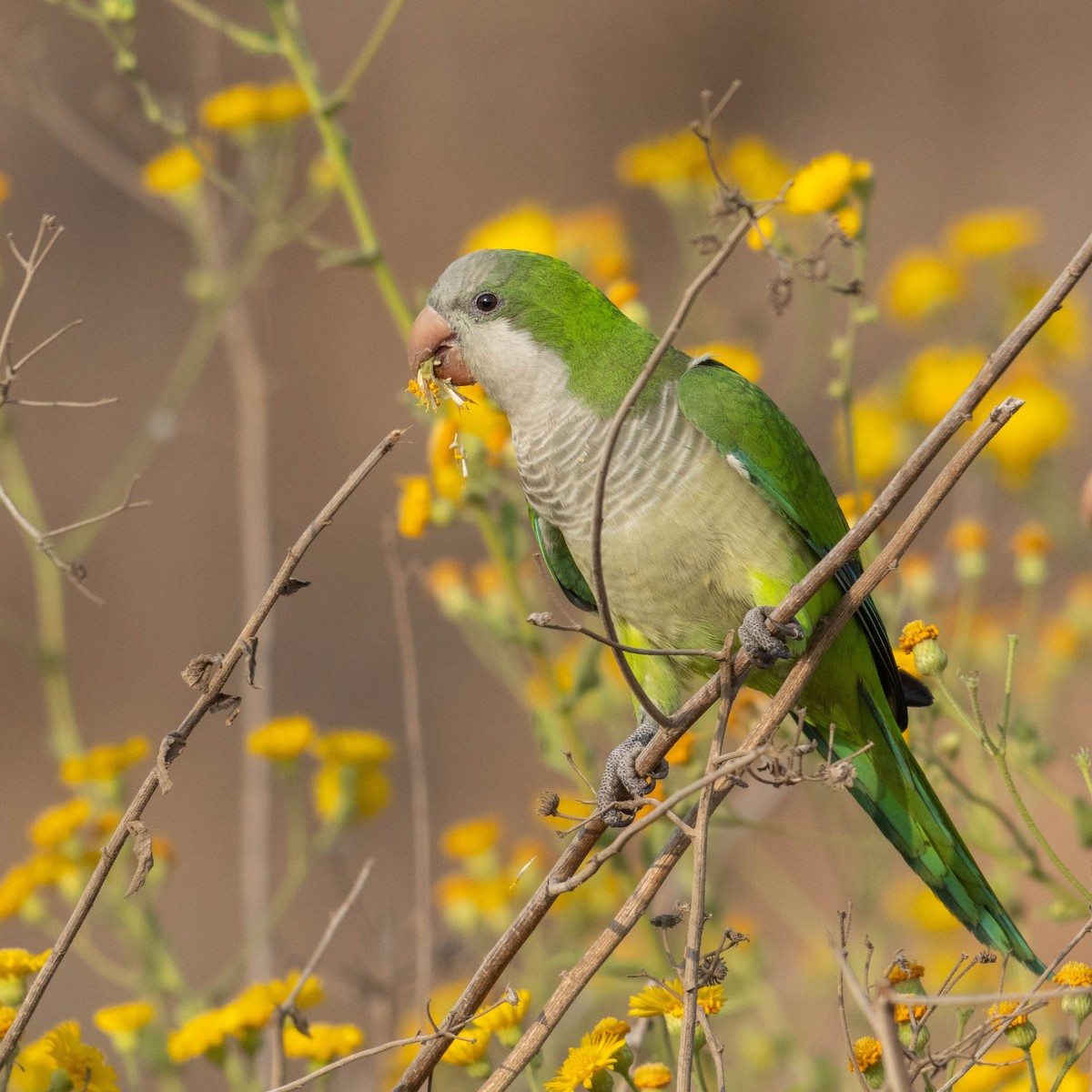 オキナインコ - ML645330055