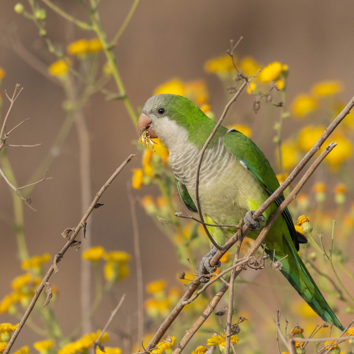 オキナインコ - ML645330056