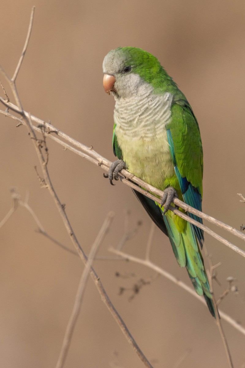 オキナインコ - ML645330057