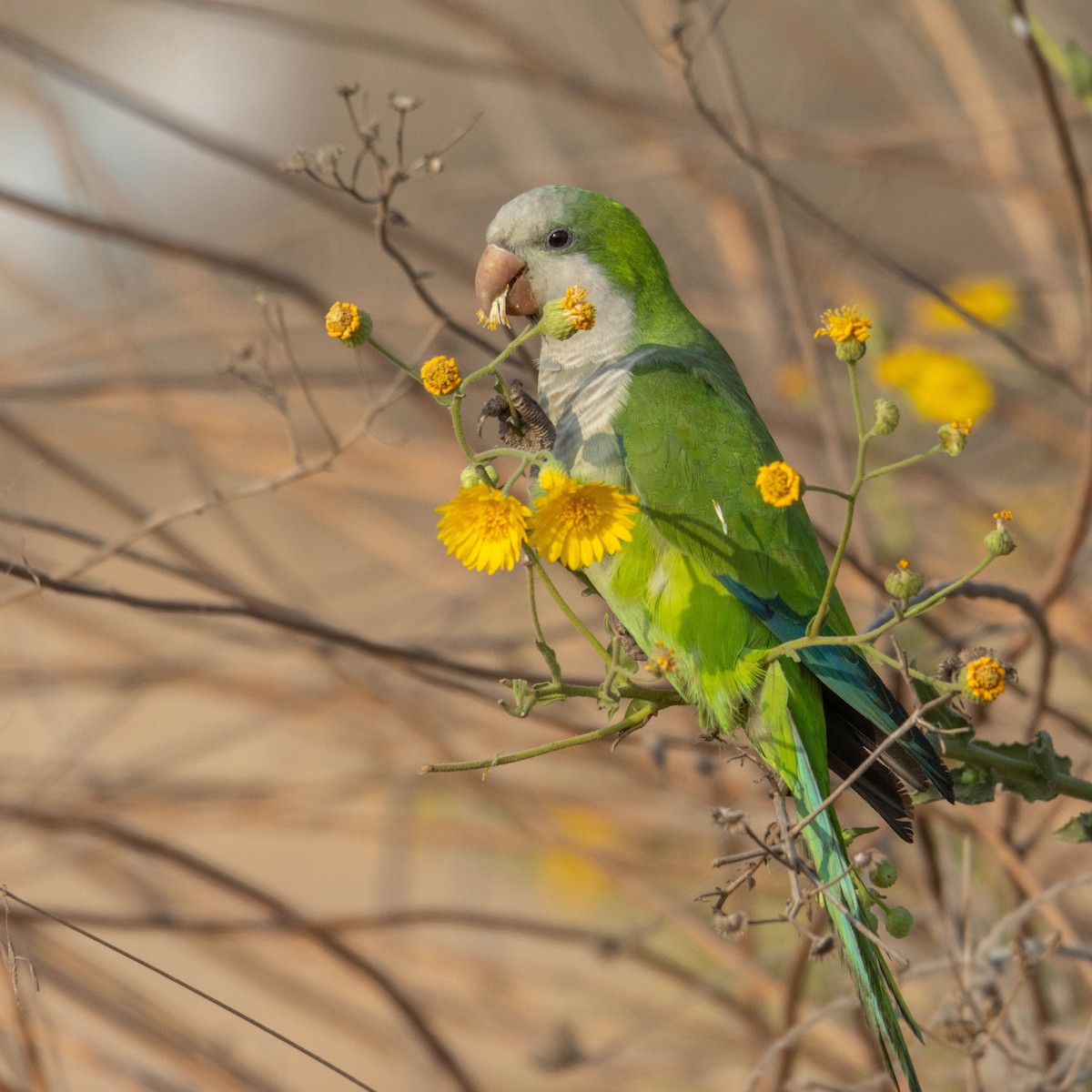 オキナインコ - ML645330058