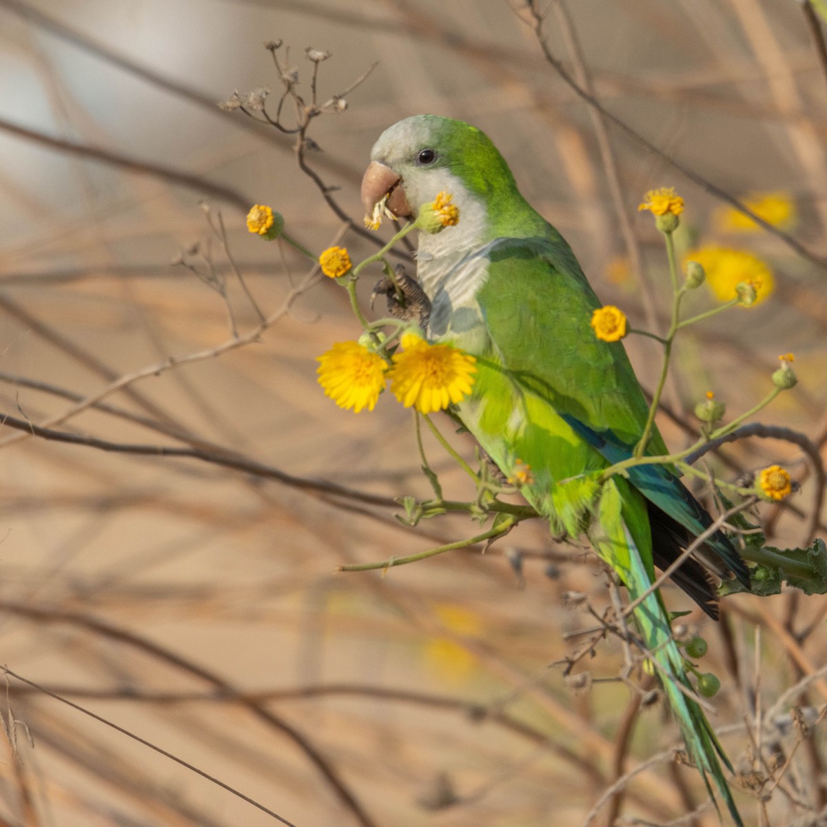 オキナインコ - ML645330059