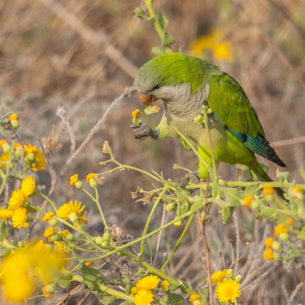 オキナインコ - ML645330060