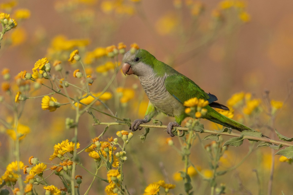 オキナインコ - ML645330061