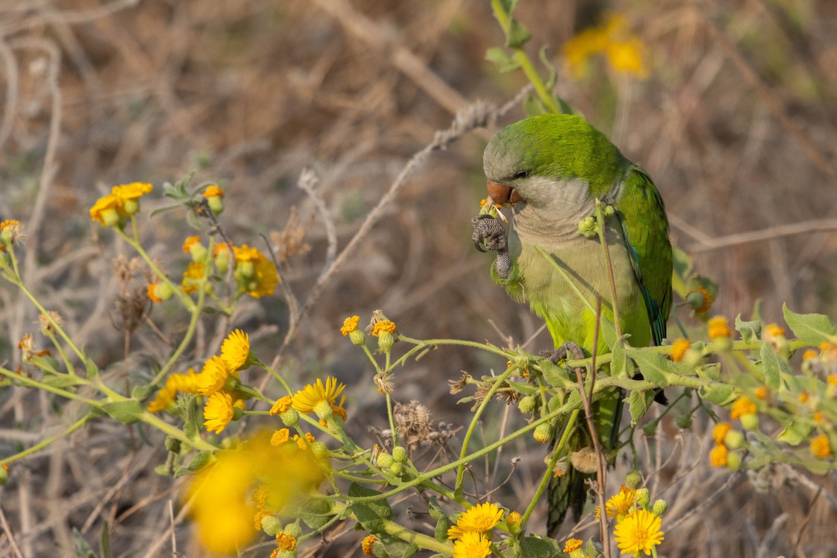 オキナインコ - ML645330062