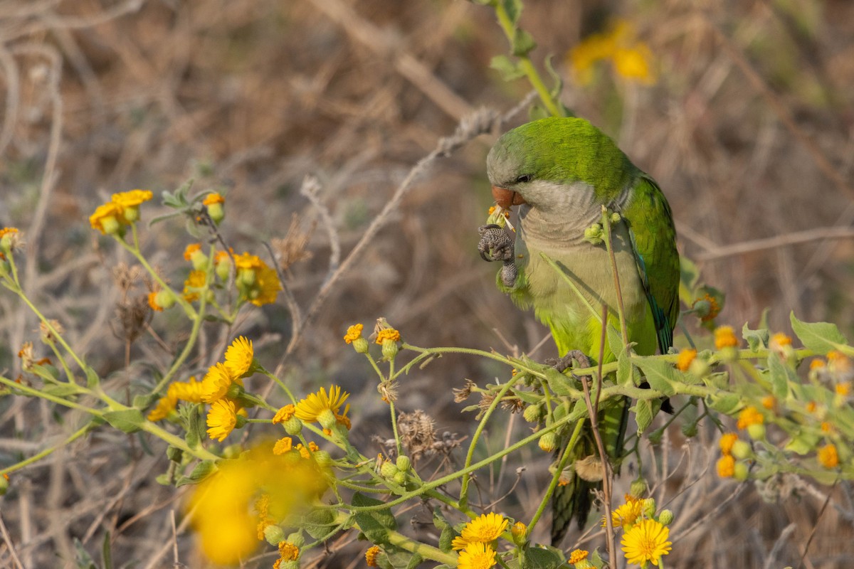 オキナインコ - ML645330063