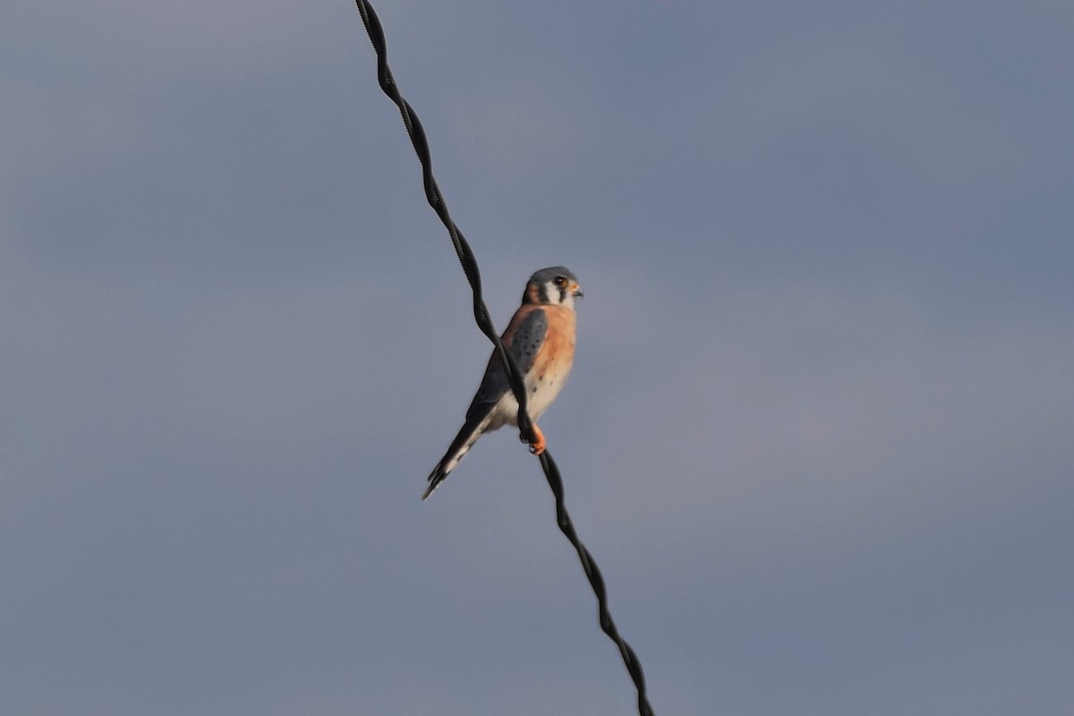 アメリカチョウゲンボウ - ML645330065