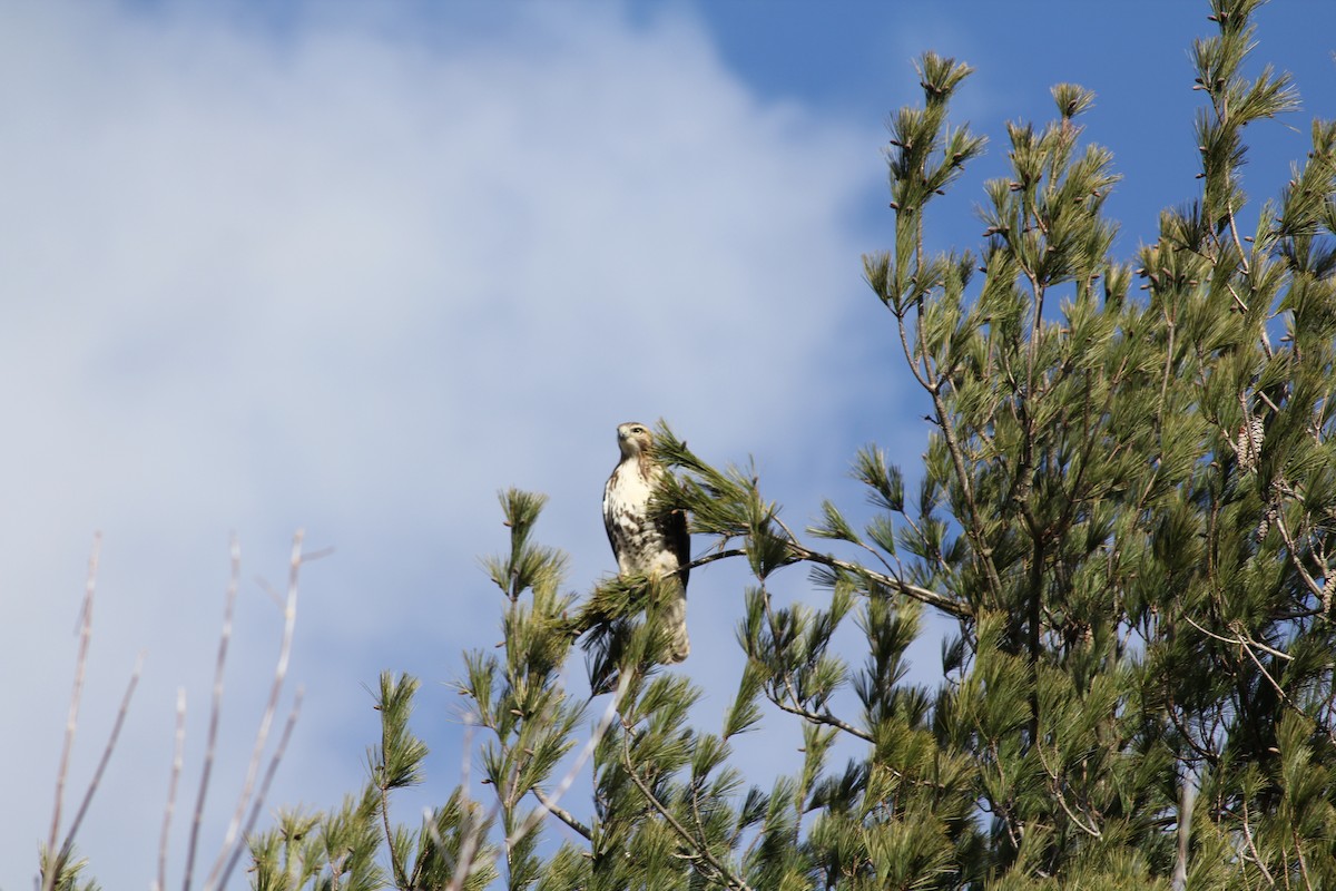 アカオノスリ - ML645330066