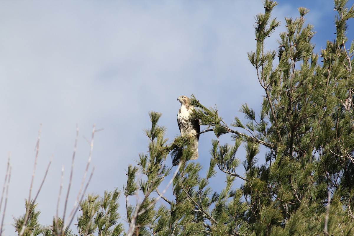 アカオノスリ - ML645330067