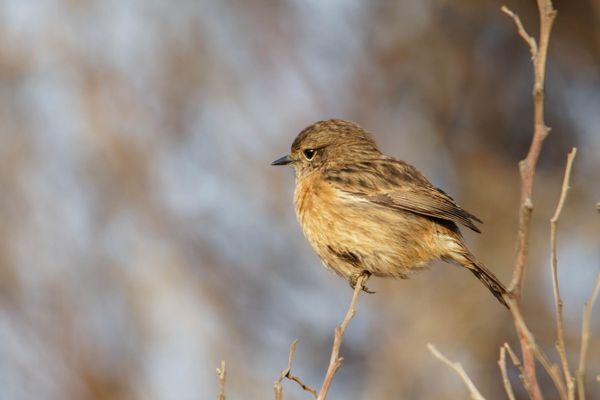 ヨーロッパノビタキ - ML645330070