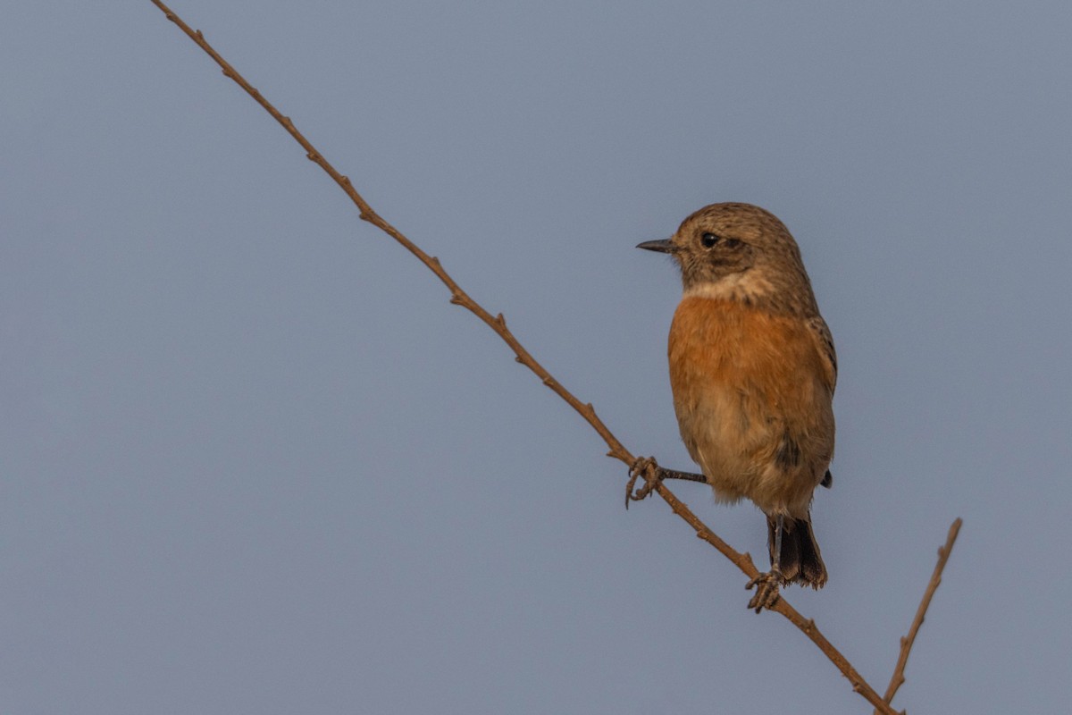 ヨーロッパノビタキ - ML645330071