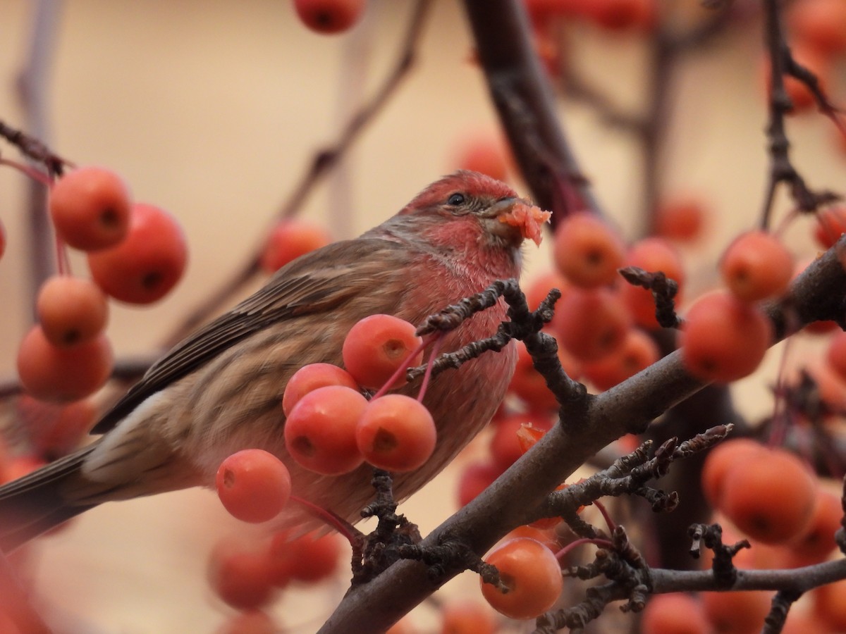 メキシコマシコ - ML645330072